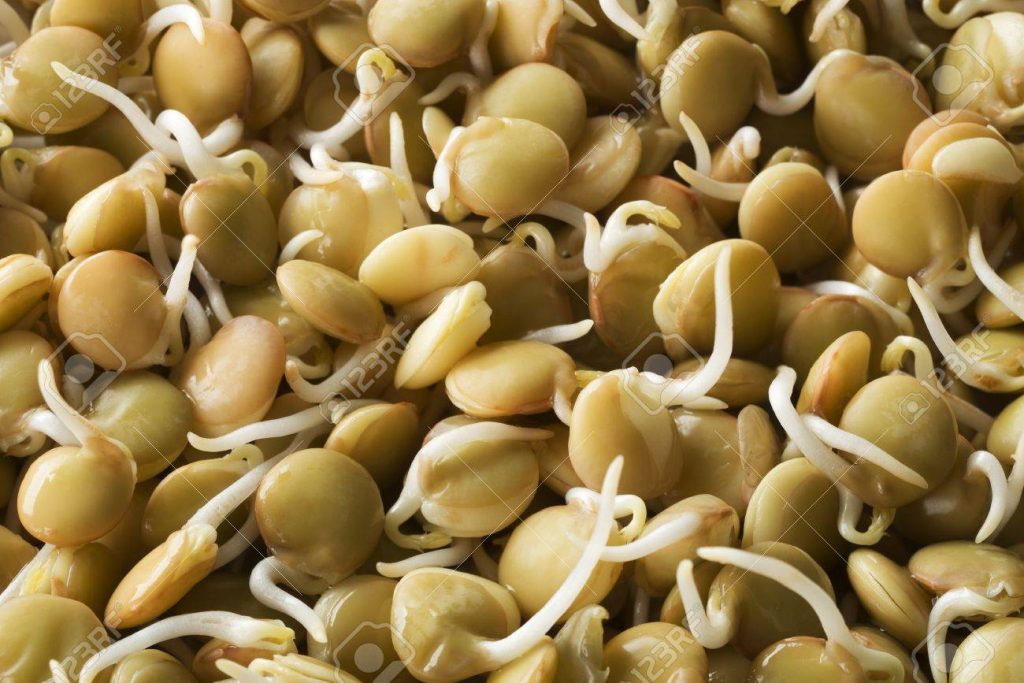 Eat more Soybean Sprouts The Blog of Dato' Dr Anuar Md Nor
